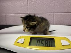 Shelter Stray Unknown Cat last seen Near MIGUEL ST, EL PASO, TX, 79928, COUNTY of El Paso, TX, 5001 Fred Wilson Ave, El Paso, TX 79906, USA