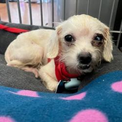 Shelter Stray Female Dog last seen Near 21st Ave, Oakland, CA, 1101 29th Ave, Oakland, CA 94601, USA