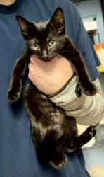 Shelter Stray Female Cat last seen Near valley bluff drive doraville ga, 30340, GA, 3280 Chamblee Dunwoody Rd, Chamblee, GA 30341, USA