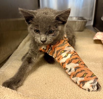 Shelter Stray Female Cat last seen Evans Mill Rd, Lithonia, GA 30038, 30038, GA, 3280 Chamblee Dunwoody Rd, Chamblee, GA 30341, USA