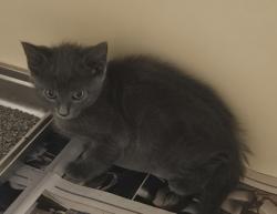 Shelter Stray Male Cat last seen Near Chestnut Woods Cir, Doraville, GA 30340, 30340, GA, 3280 Chamblee Dunwoody Rd, Chamblee, GA 30341, USA