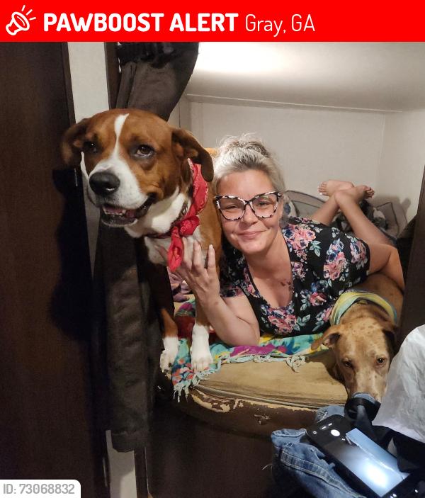 Lost Male Dog last seen Highway 18 Gray Georgia, Gray, GA 31032