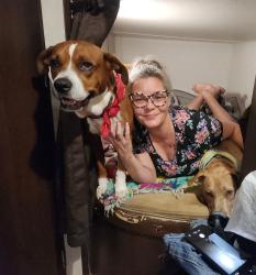 Lost Male Dog last seen Highway 18 Gray Georgia, Gray, GA 31032