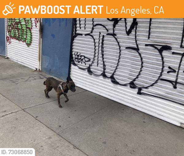 Found/Stray Unknown Dog last seen Western/36 st, Los Angeles, CA 90018