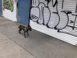 Found/Stray Unknown Dog last seen Western/36 st, Los Angeles, CA 90018