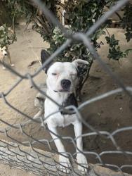 Found/Stray Male Dog last seen Placentia ave, Ramona ave, Perris, CA 92572