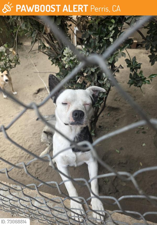 Found/Stray Male Dog last seen Placentia ave, Ramona ave, Perris, CA 92572