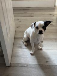 Reunited Male Dog last seen Mobile park homes, Los Gatos, CA 95032