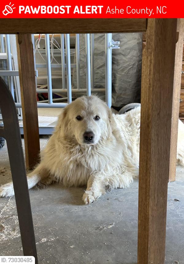 Lost Female Dog last seen Phillips Road, Fleetwood, NC, Ashe County, NC 28626