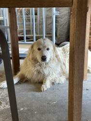 Lost Female Dog last seen Phillips Road, Fleetwood, NC, Ashe County, NC 28626