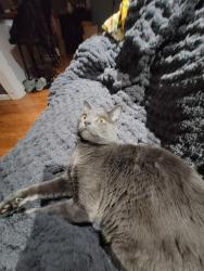 Reunited Male Cat last seen Warwick rd, Somerdale, NJ 08083