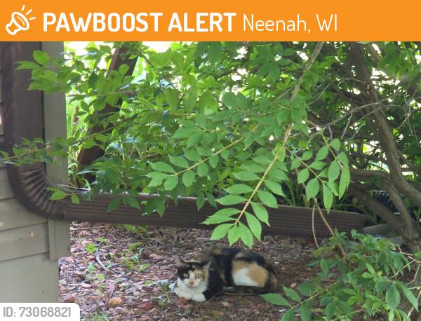 Found/Stray Unknown Cat last seen Nearest major intersection - Cold Spring Road and Shady Lane, Neenah, WI 54956