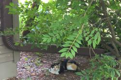 Found/Stray Unknown Cat last seen Nearest major intersection - Cold Spring Road and Shady Lane, Neenah, WI 54956
