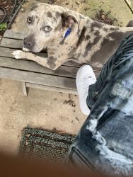 Lost Male Dog last seen Patterson in Florissant mo 63031, Florissant, MO 63031