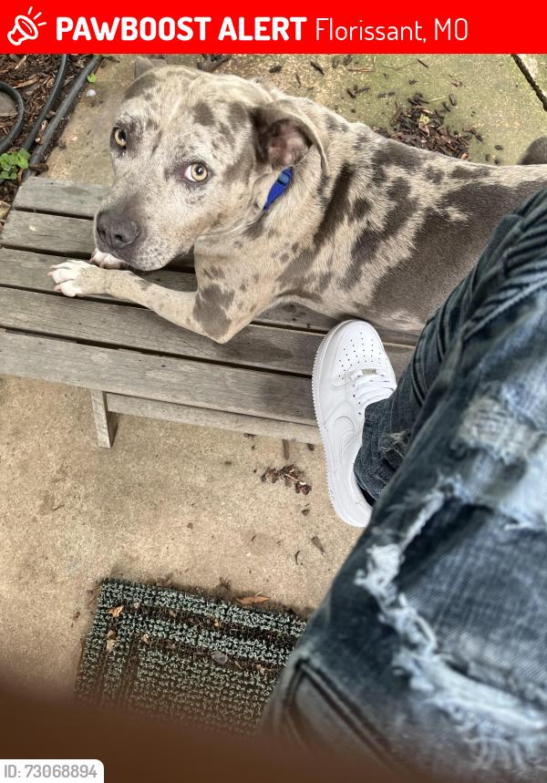 Lost Male Dog last seen Patterson in Florissant mo 63031, Florissant, MO 63031