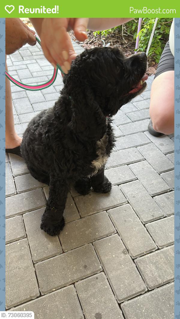 Reunited Male Dog last seen Near Natoma blvd., Mount Dora, Florida. , Mount Dora, FL 32757
