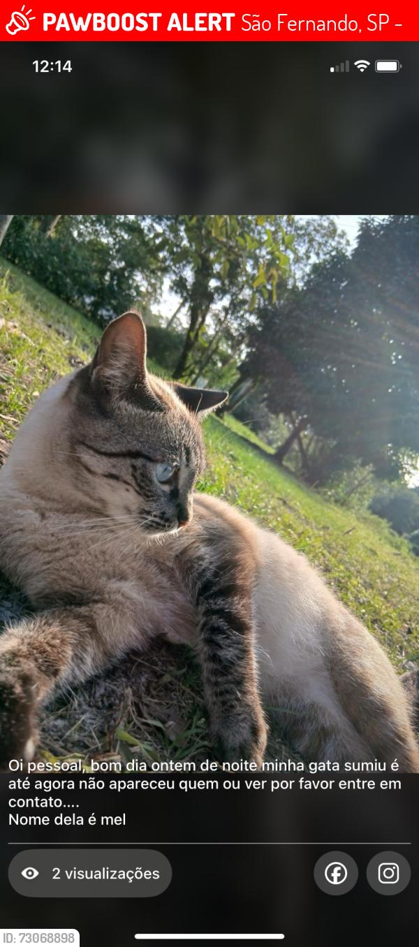 Lost Female Cat last seen Rua joanita Xavier braz 1362, São Fernando, SP 11740-000