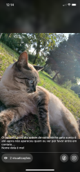 Lost Female Cat last seen Rua joanita Xavier braz 1362, São Fernando, SP 11740-000