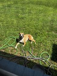 Reunited Female Dog last seen Kemper Ct, Fayetteville, NC 28303