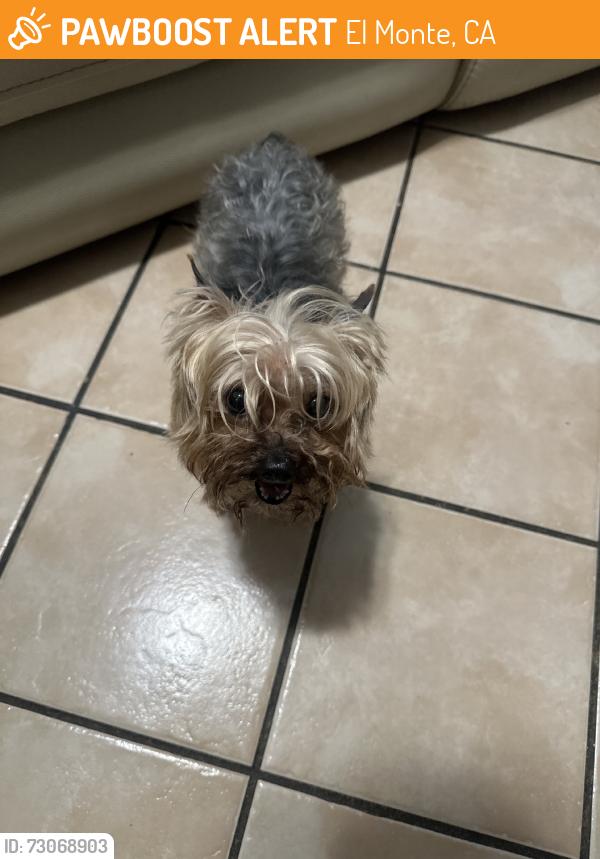 Found/Stray Unknown Dog last seen Elliot ave, El Monte, CA 91732