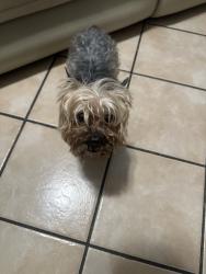 Found/Stray Unknown Dog last seen Elliot ave, El Monte, CA 91732