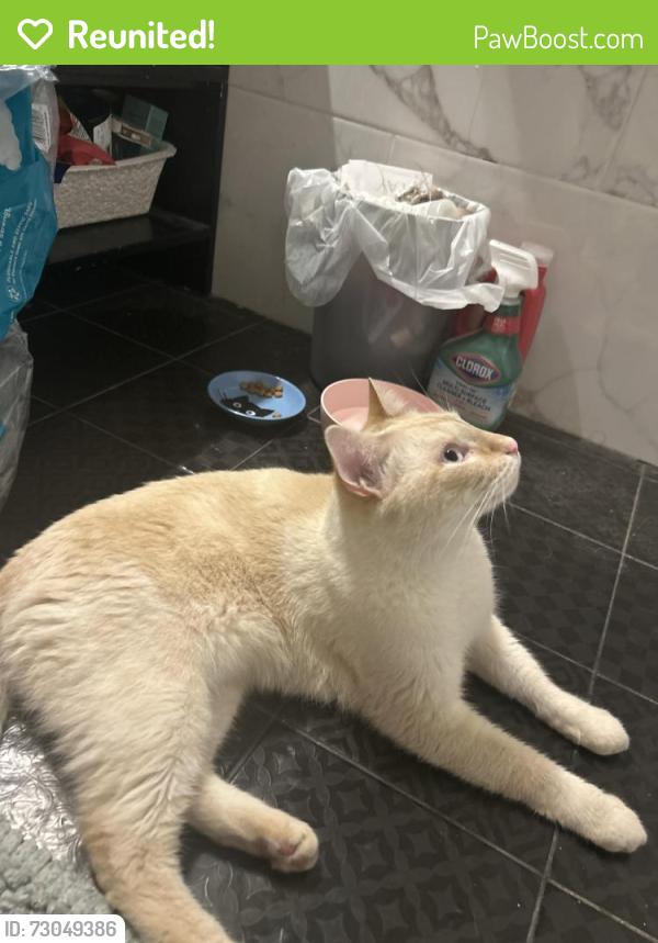 Reunited Male Cat last seen Found between Stanhope and evergreen , Brooklyn, NY 11221
