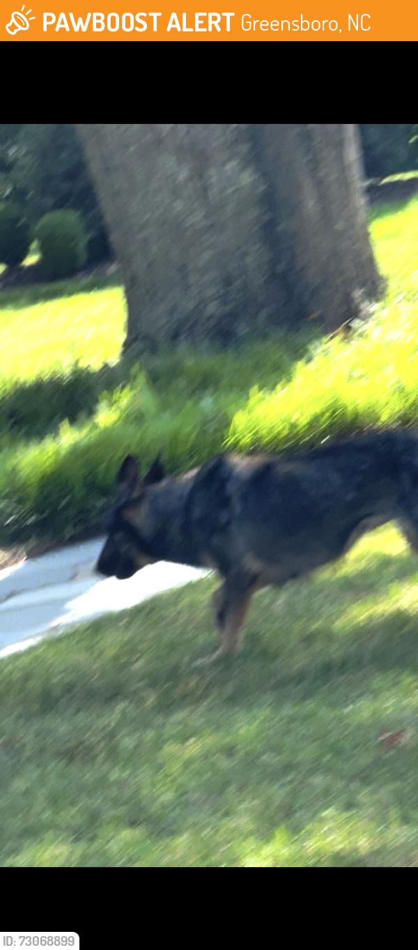 Found/Stray Unknown Dog last seen Ridgeway Drive between Friendly and Market, Greensboro, NC 27403