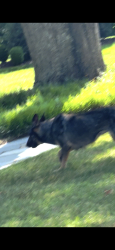Found/Stray Unknown Dog last seen Ridgeway Drive between Friendly and Market, Greensboro, NC 27403