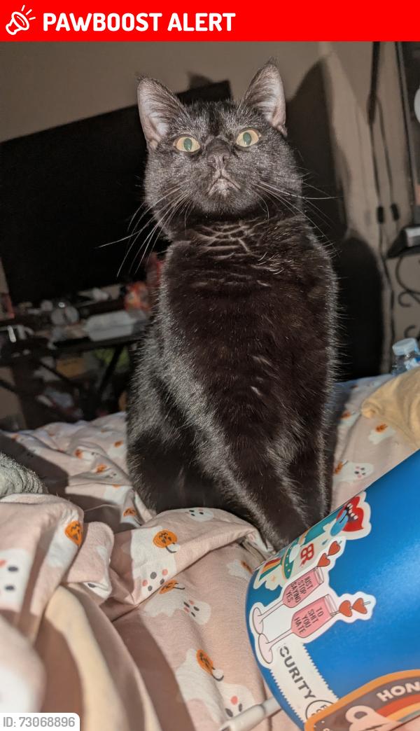 Lost Female Cat last seen Cortez Rd and Stagecoach Rd, Apache Junction, AZ 85119
