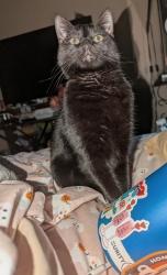 Lost Female Cat last seen Cortez Rd and Stagecoach Rd, Apache Junction, AZ 85119