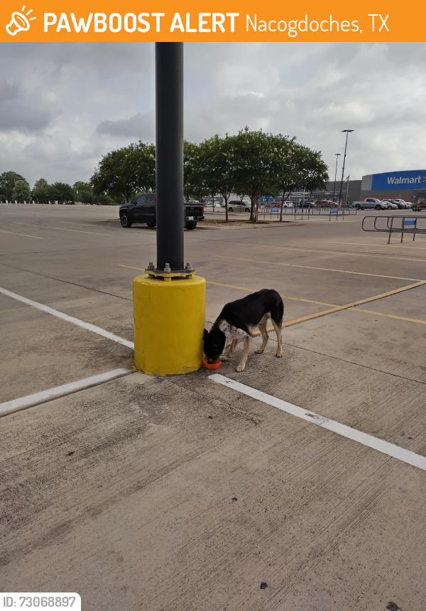 Found/Stray Male Dog last seen Thousand oaksNaco at Walmart, Nacogdoches, TX 75961