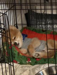 Lost Male Dog last seen BELL STREET, BURK STREET OR Potrero Street near Kennedy high school , Richmond, CA 94804