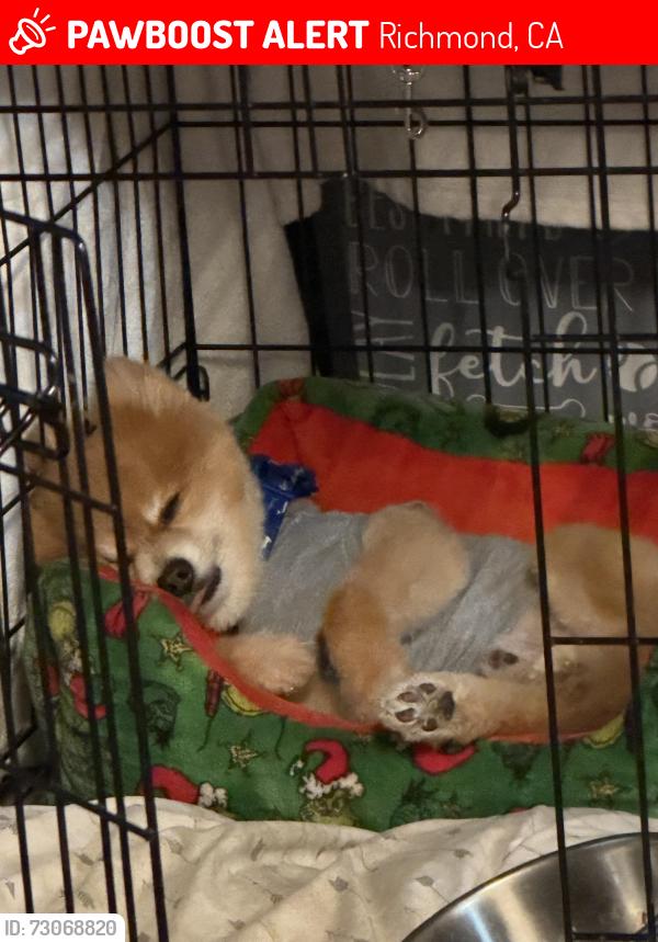 Lost Male Dog last seen BELL STREET, BURK STREET OR Potrero Street near Kennedy high school , Richmond, CA 94804