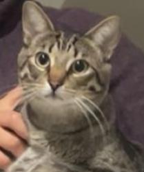 Reunited Male Cat last seen Thomas Street , Mississauga, ON L5M 5L8