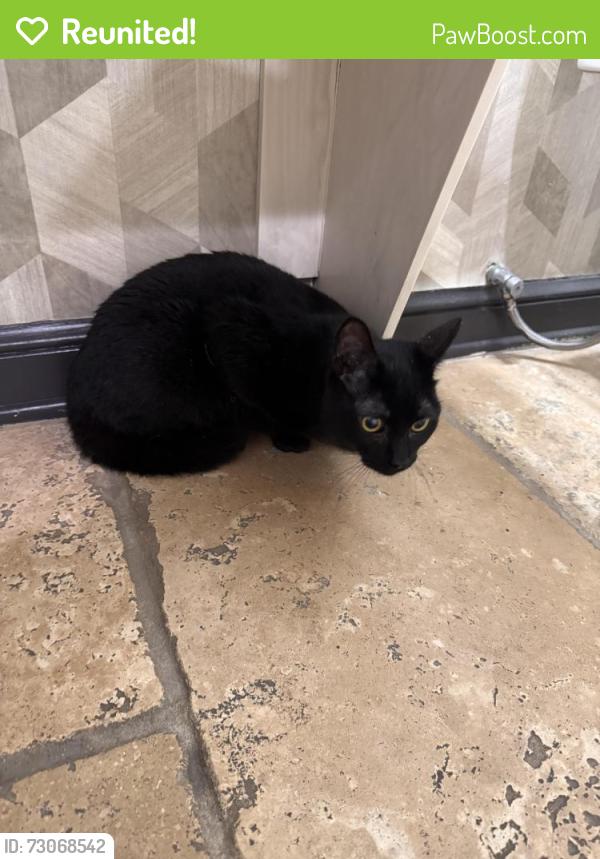 Reunited Unknown Cat last seen Edward farms rd, Hayden run , Columbus, OH 43221