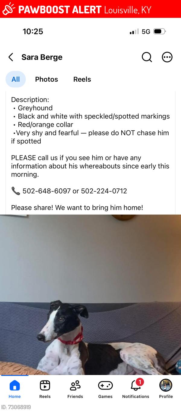 Lost Male Dog last seen E Caldwell and Schiller, Louisville, KY 40204