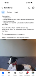 Lost Male Dog last seen E Caldwell and Schiller, Louisville, KY 40204