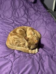 Lost Male Cat last seen Near Oakley Road, Castle Hayne, Wilmington, NC 28401