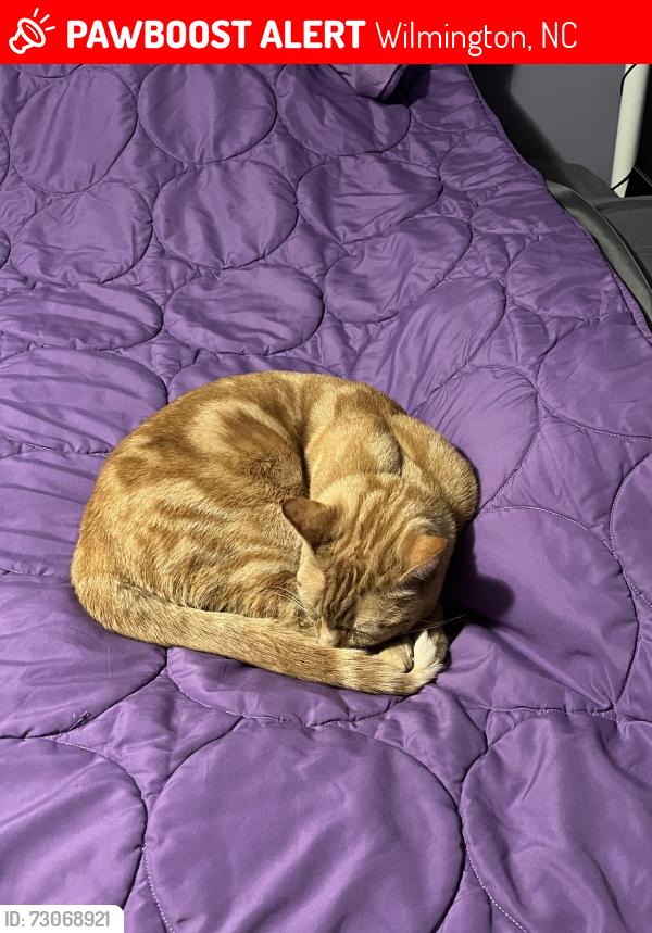 Lost Male Cat last seen Near Oakley Road, Castle Hayne, Wilmington, NC 28401