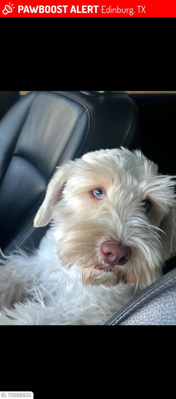 Lost Male Dog last seen Twin circle veterans and trenton area, Edinburg, TX 78542