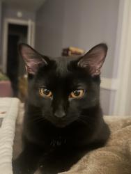 Reunited Female Cat last seen 21st Pl near Damen and Hoyne, Chicago, IL 60608