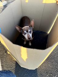 Found/Stray Male Dog last seen Garvey and Jackson on the street, picked up at Richard Garvey Intermediate School, Rosemead, CA 91770