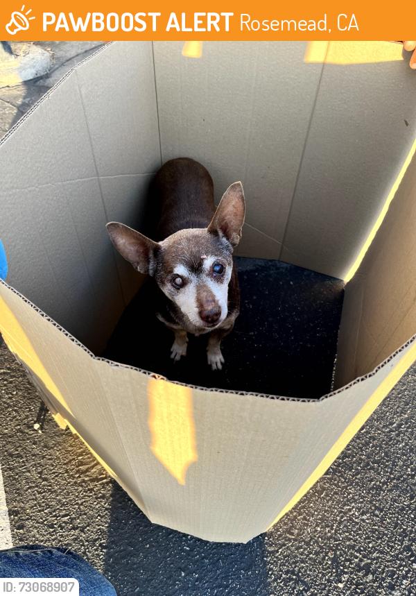 Found/Stray Male Dog last seen Garvey and Jackson on the street, picked up at Richard Garvey Intermediate School, Rosemead, CA 91770