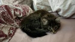 Reunited Male Cat last seen Sw181nf, Greater London, England SW18 1NF