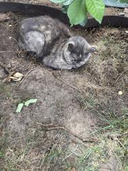 Lost Female Cat last seen Highlands ranch parkway, Littleton, CO 80129