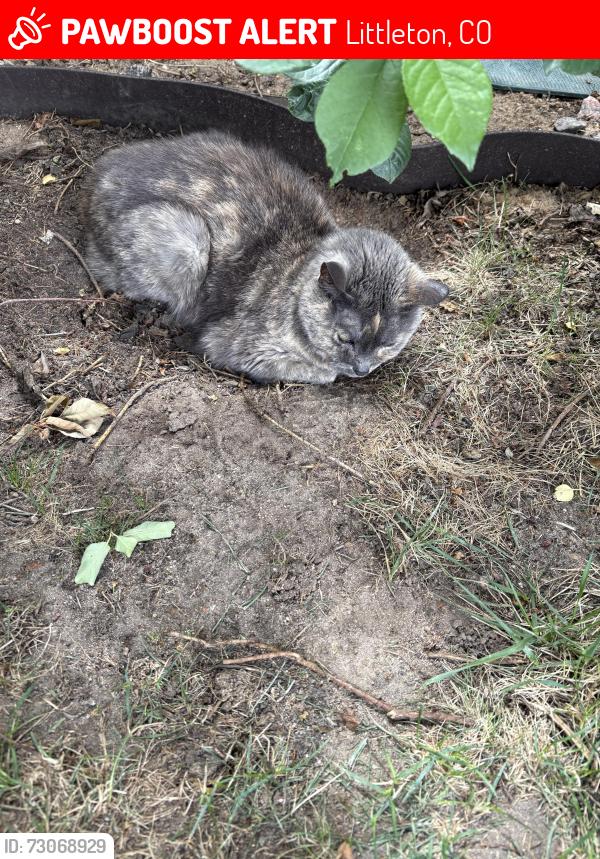 Lost Female Cat last seen Highlands ranch parkway, Littleton, CO 80129