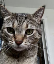 Lost Female Cat last seen Mystic Valley Parkway, Medford, MA 02155