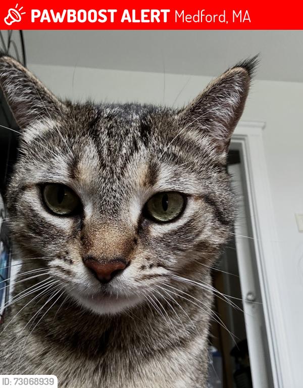 Lost Female Cat last seen Mystic Valley Parkway, Medford, MA 02155
