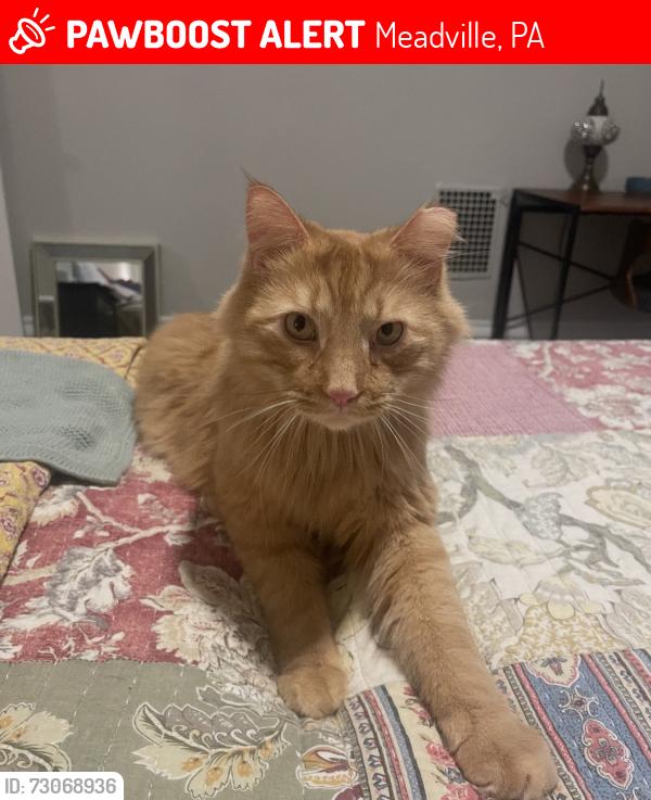 Lost Male Cat last seen Between Fairgrounds and Woodcock on Dickson Road., Meadville, PA 16335