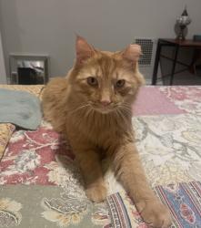 Lost Male Cat last seen Between Fairgrounds and Woodcock on Dickson Road., Meadville, PA 16335